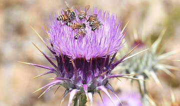 Aseer’s blooming bounty: How rare flowers turn southern region into a year-round honey hub