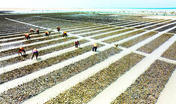 How Saudi Arabia is restoring its mangroves to fight climate change and boost tourism