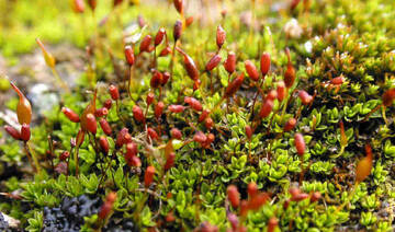 How land-based moss could cool, decarbonize Saudi cities