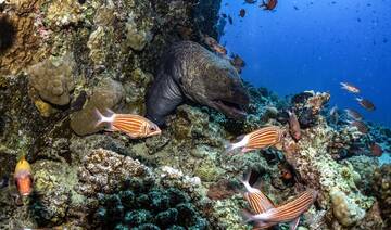 National program launched to track invasive and non-native marine species