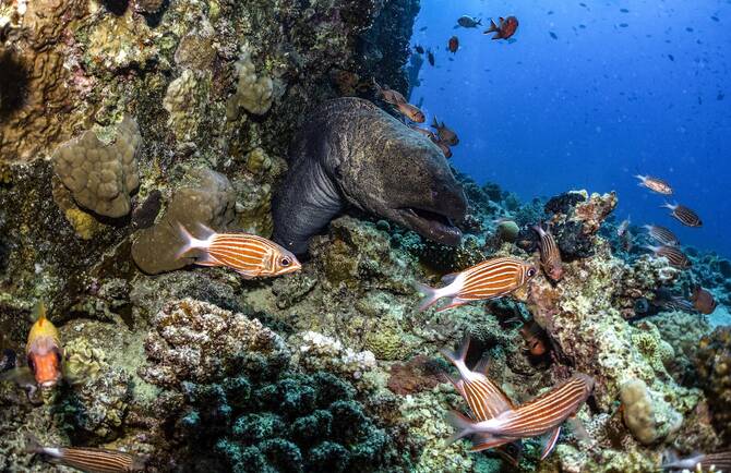 National program launched to track invasive and non-native marine species