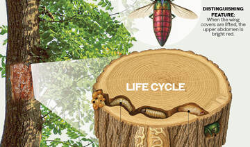 Why it is vital to protect acacia trees from invasive beetle