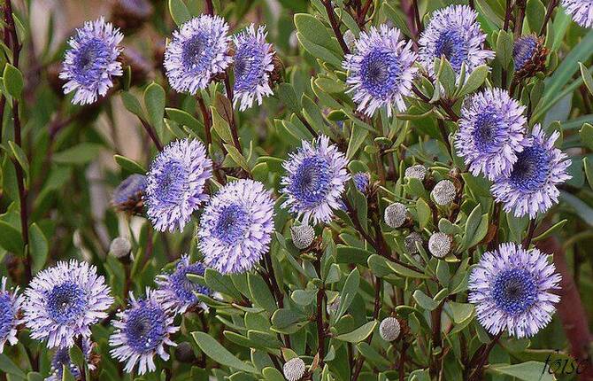 Saudi Arabia fights to revive a vanishing flower