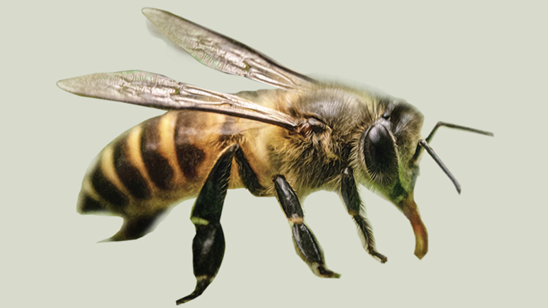 Eastern honeybee