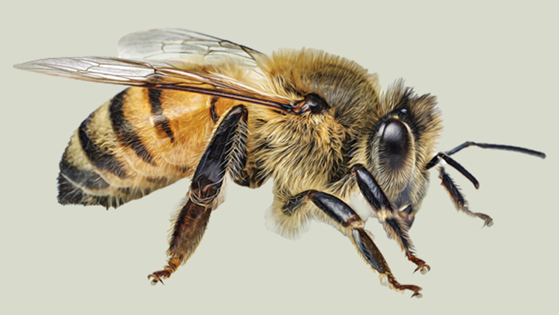 European honeybee